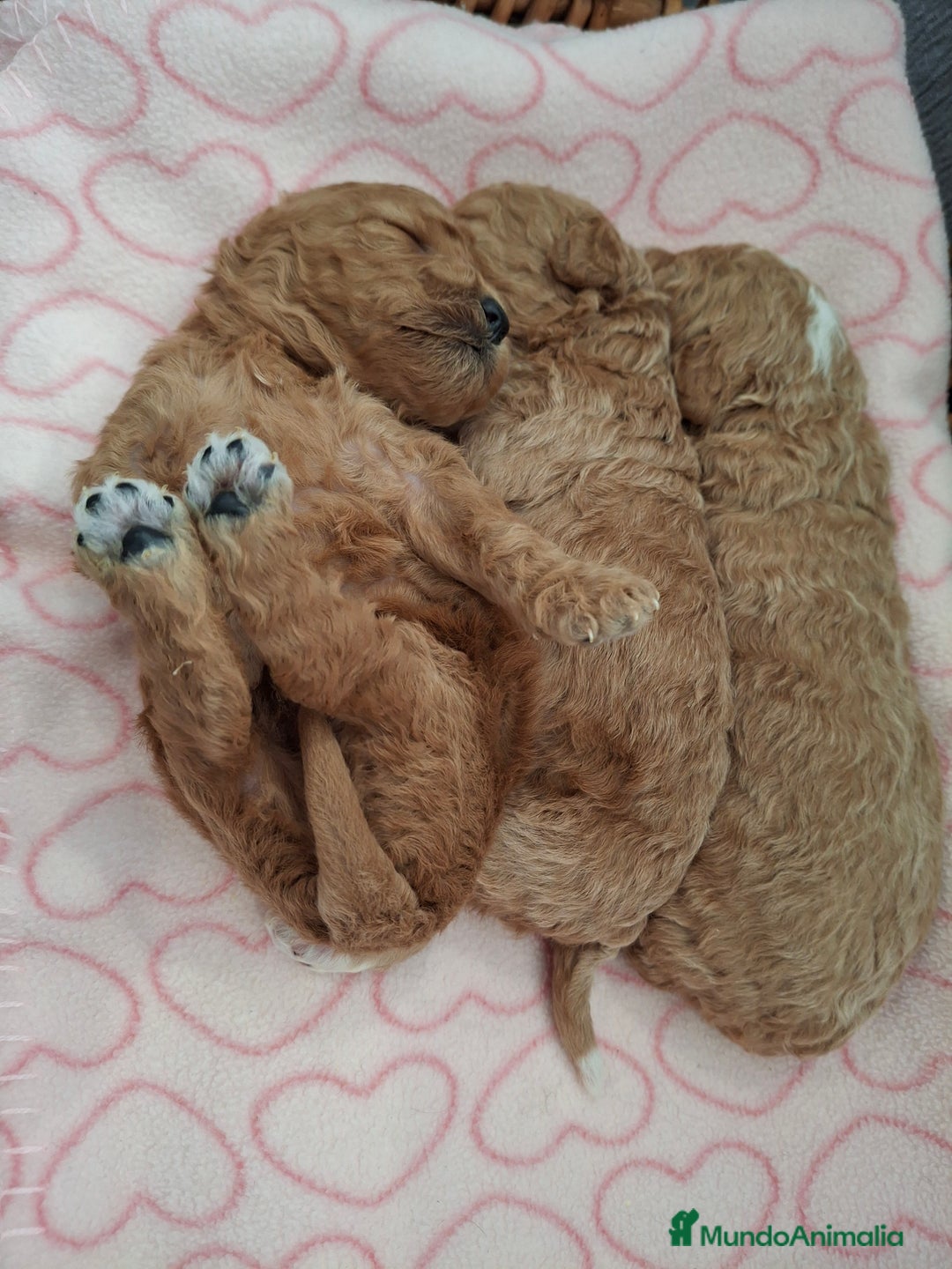 Caniche Toy perros en venta: Caniche apricot - Anuncio 7