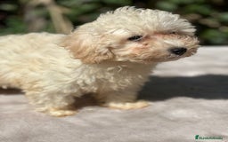 Maltipoo perros en venta: Maltipoo apricot - Imagen 4