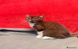 Británico de Pelo Corto gatos en venta: British bicolor chocolate - Imagen 4