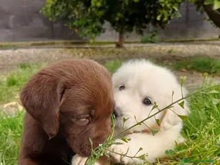 Golden Retriever perros Golden retriever disponible para su entrega en Málaga - Anuncio 4