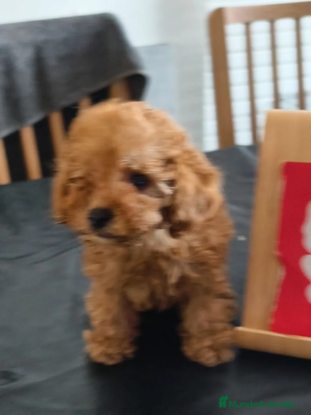 Caniche Toy perros en venta: Caniche hembra toy  - Anuncio 11