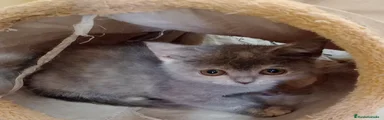 Británico de Pelo Corto tortu 4