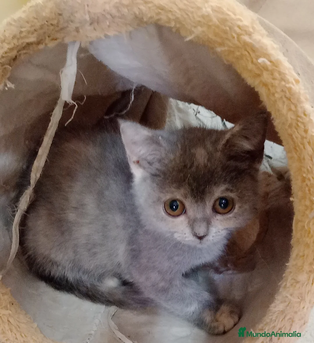 Británico de Pelo Corto Azul gatos en venta: Preciosos gatitos blues y tortugas - Anuncio 15