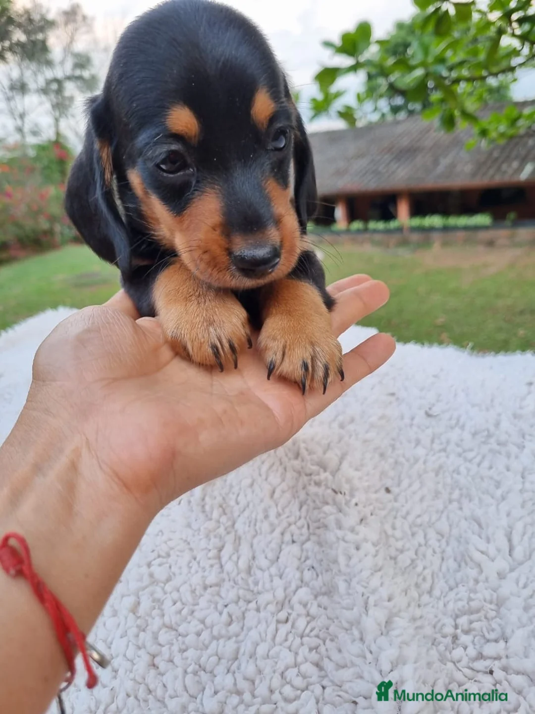 Teckel Miniatura perros en venta: TECKEL MINIATURA ( ENVIOS A CONTRAREMBOLSO )  - Anuncio 7