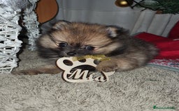 Pomerania perros en venta: Diminuto pomerania de Lulú - Imagen 1