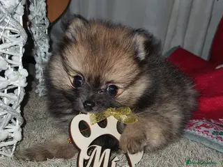 Pomerania perros Diminuto pomerania de Lulú - Anuncio 31