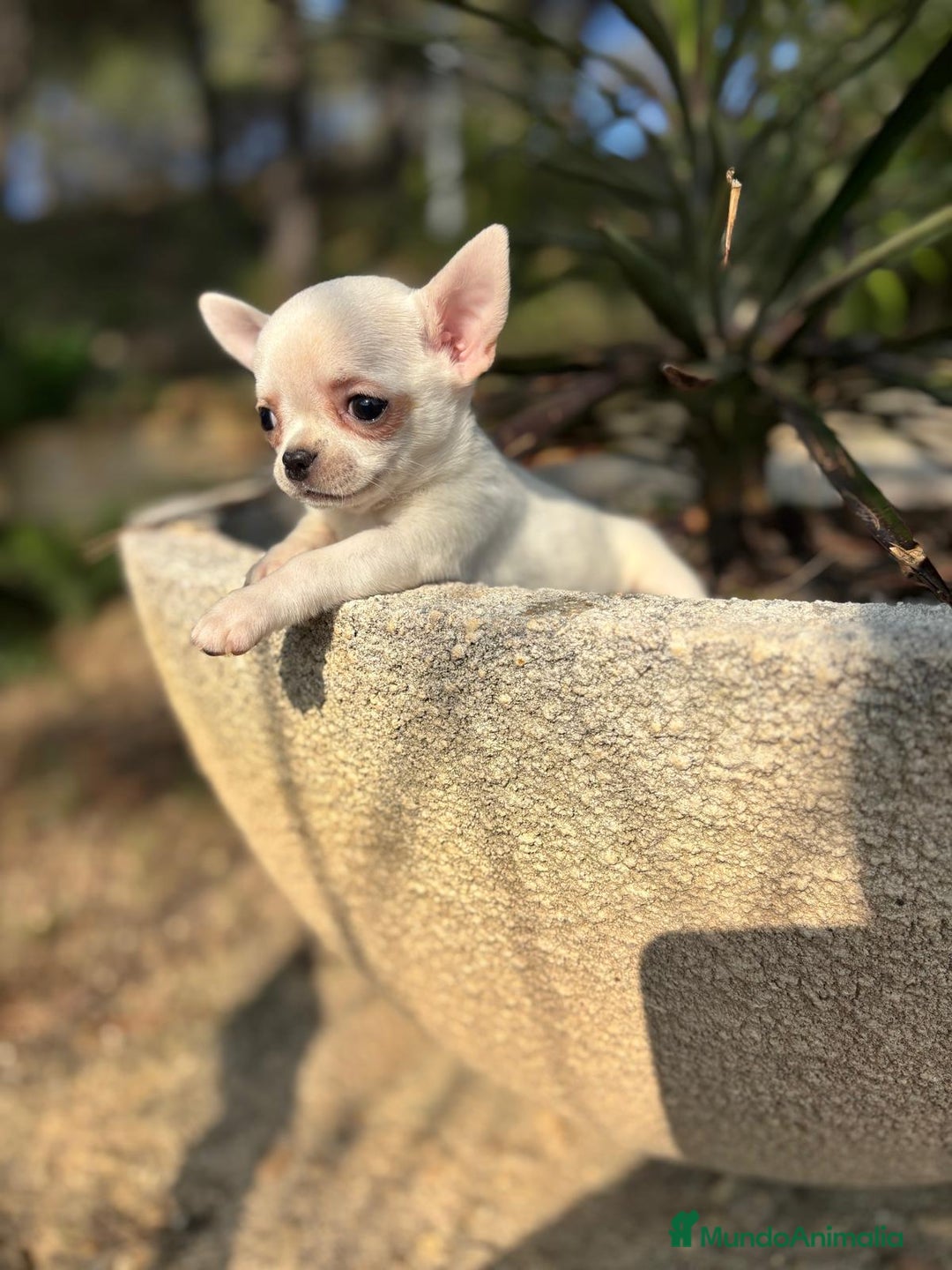 Chihuahua perros en venta: Chihuahua cabeza Manzana  - Anuncio 3