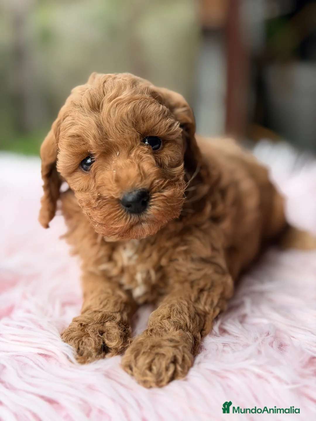 Maltipoo perros en venta: Maltipoo F2  - Anuncio 1
