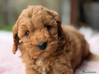 Maltipoo perros Maltipoo F2 - Anuncio 1