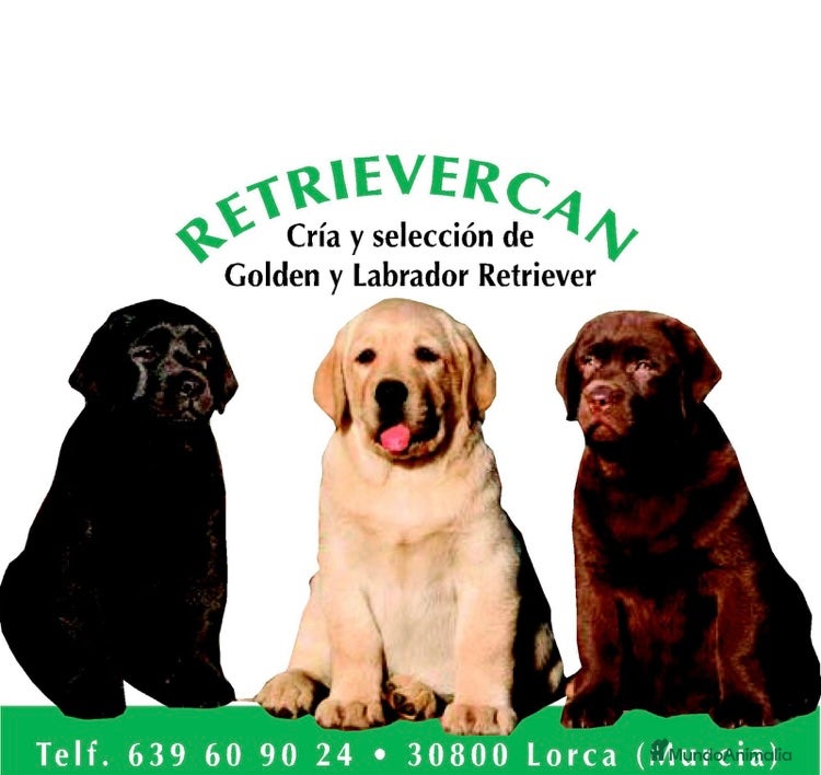 Labrador Retriever perros en venta: Cachorros labrador crema con pedigree  - Anuncio 1