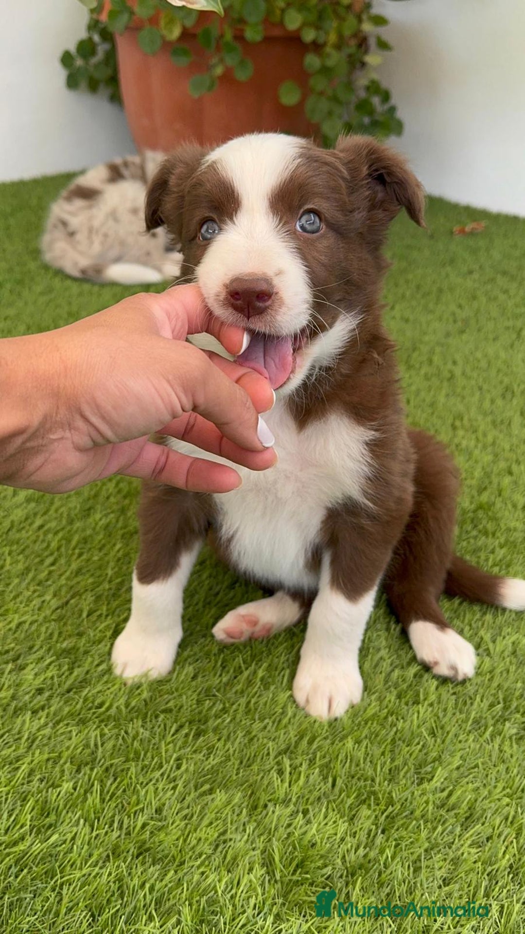 Border Collie perros en venta: BORDER COLLIE HEMBRA  - Imagen 8