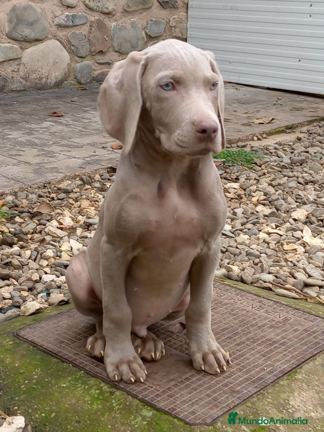 Braco de Auvernia perros en venta: Preciosas Hembras de Braco de Weimar - Anuncio 1