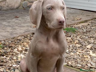 Braco de Auvernia perros Preciosas Hembras de Braco de Weimar - Anuncio 17