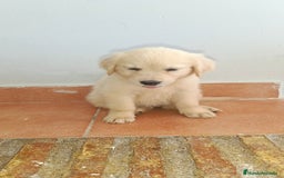 Golden Retriever perros en venta: Golden Retriever  - Imagen 4
