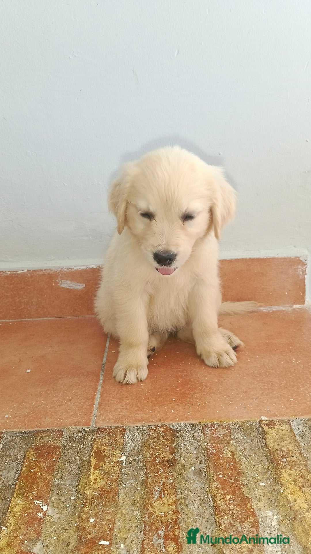 Golden Retriever perros en venta: Golden Retriever  - Imagen 4