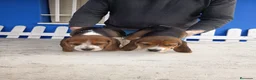 Beagle perros en venta: Cachorros de Beagle  - Anuncio 4