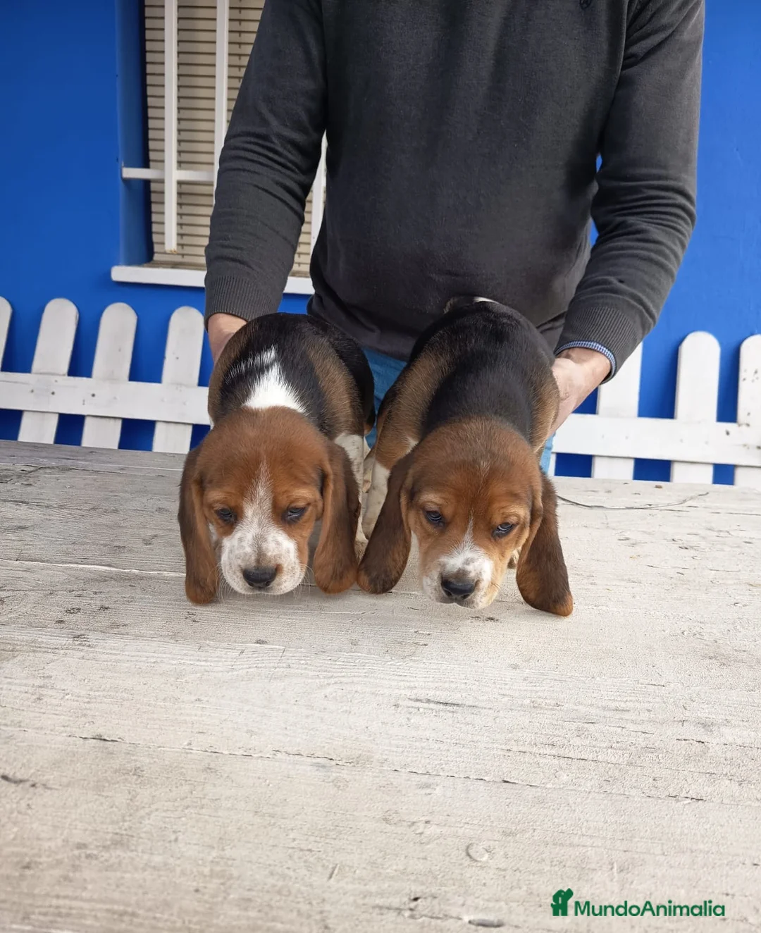 Beagle perros en venta: Cachorros de Beagle  - Anuncio 4