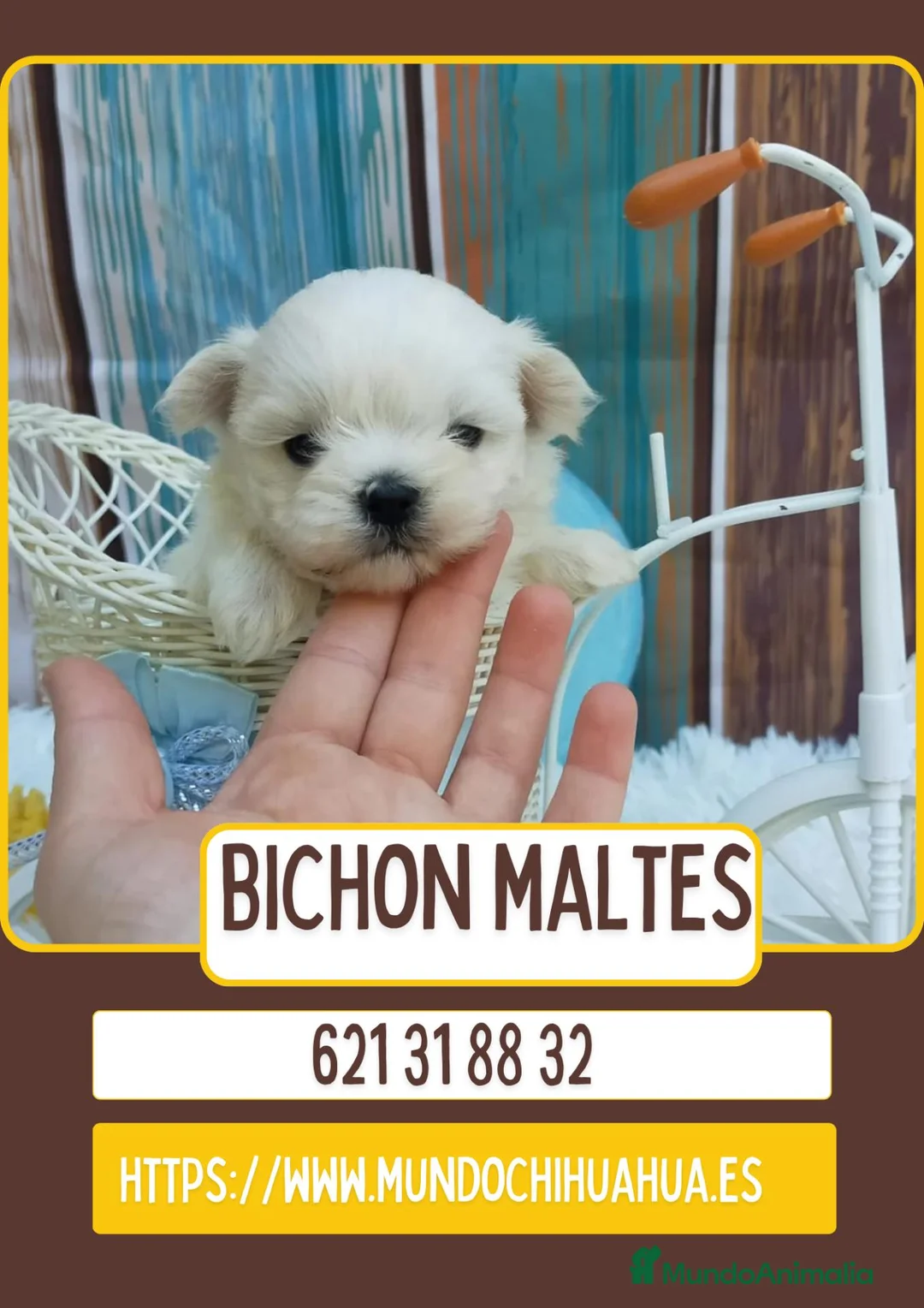 Bichón Maltés perros en venta: Precioso bichón maltés toy  - Anuncio 1
