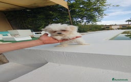 Bichón Maltés perros en venta: Bichón maltés toy  - Imagen 1
