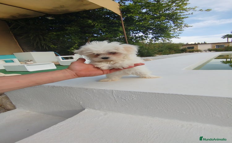 Bichón Maltés perros - Anuncio 1