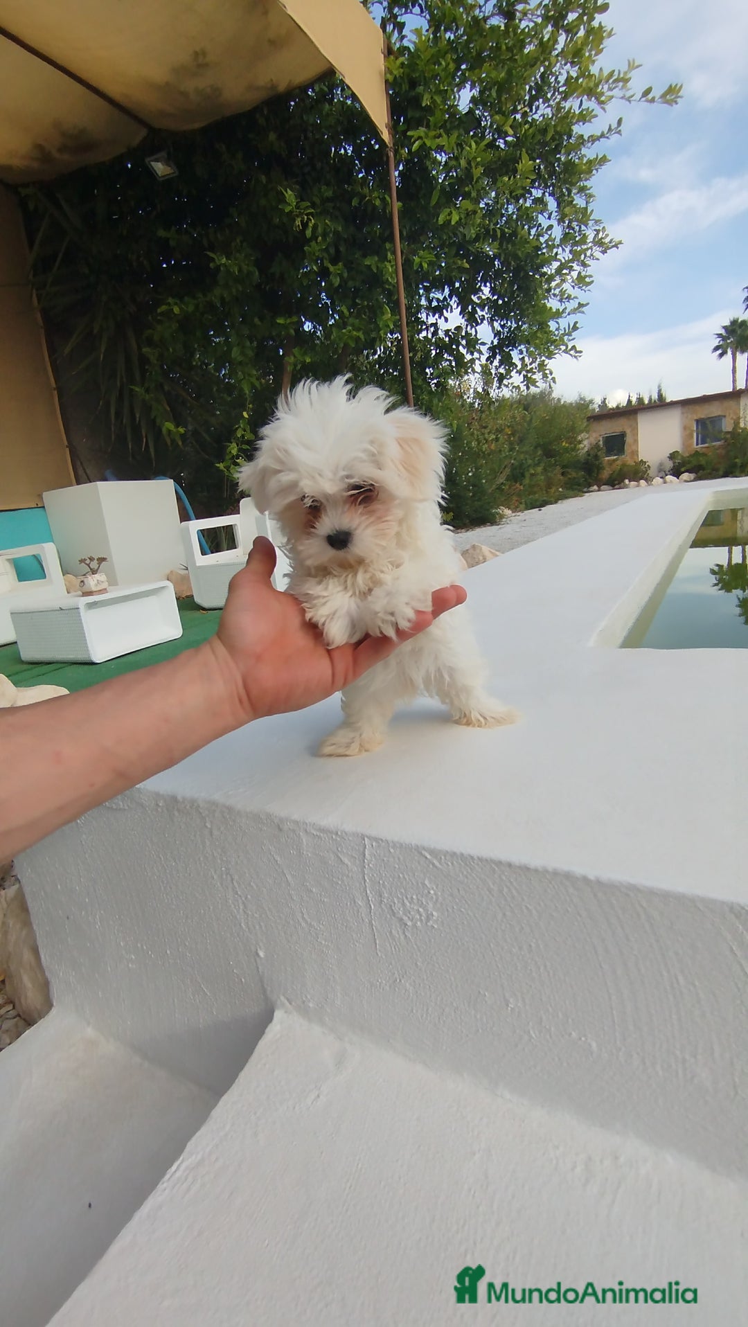 Bichón Maltés perros en venta: Bichón maltés toy  - Imagen 1