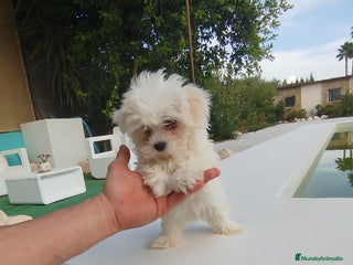 Bichón Maltés perros - Anuncio 2