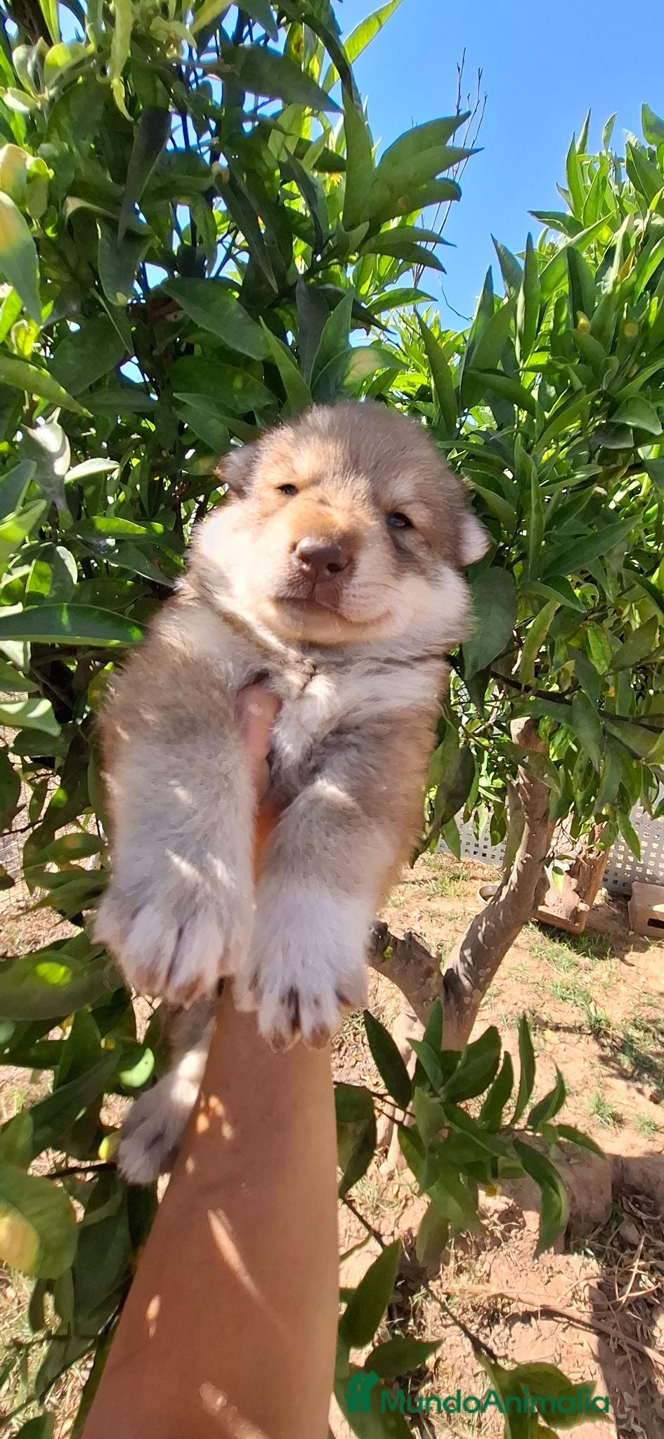 Husky Siberiano perros Espectacular hembra husky siberiano - Anuncio 1