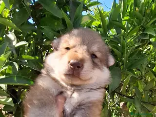 Husky Siberiano perros Espectacular hembra husky siberiano - Anuncio 1