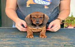 Teckel perros en venta: Cachorros hembras teckel - Imagen 2