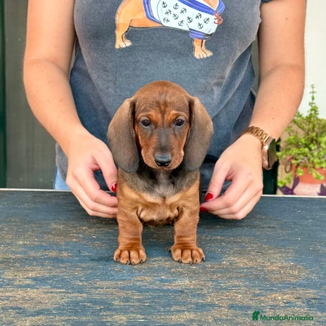 Teckel perros Cachorros hembras teckel standard - Anuncio 1