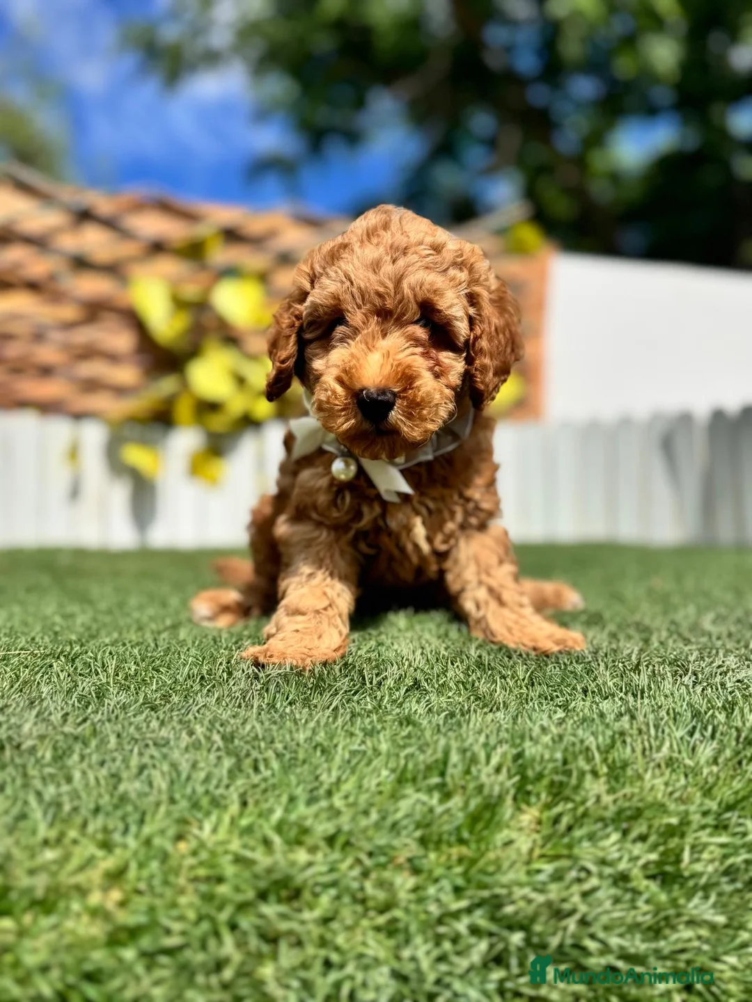 Caniche Toy perros en venta: CANICHE TOY-LISTO PARA ENTREGAR - Anuncio 1