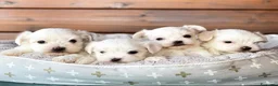 Bichón Maltés perros en venta: Bichon Maltes miniatura - Anuncio 1