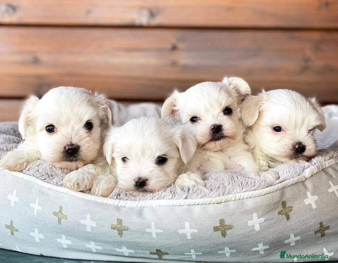 Bichón Maltés perros en venta: Bichon Maltes miniatura - Anuncio 1