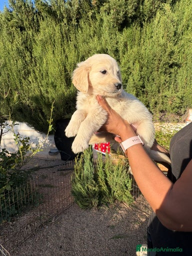 Imagen de galería {{count}}