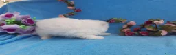 Pomerania perros en venta: IMPRESIONANTES POMERANIA MACHOS Y HEMBRAS  - Anuncio 26