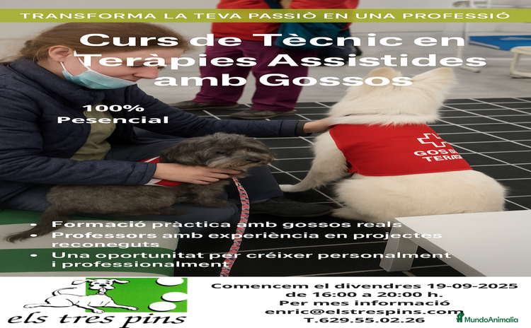 Labrador Retriever perros en Barcelona - Anuncio 1