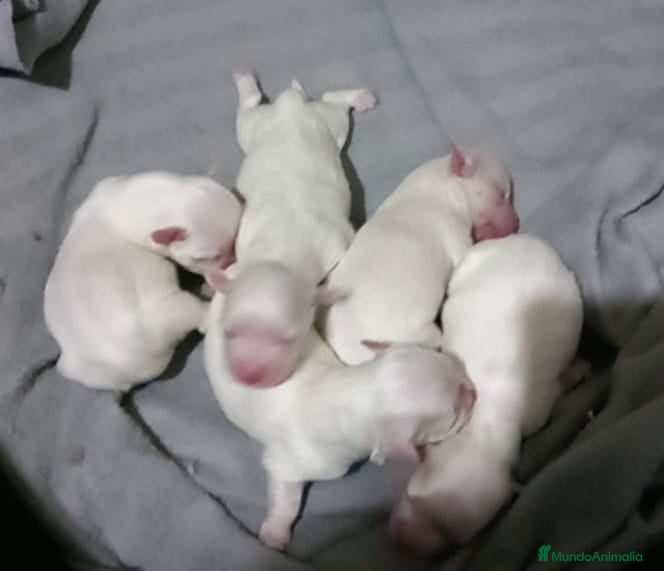 Bichón Maltés perros Bichón maltés en Curtis La Coruña  - Anuncio 28