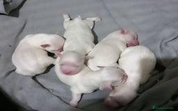 Bichón Maltés perros en venta: Bichón maltés en Curtis La Coruña  - Anuncio 1