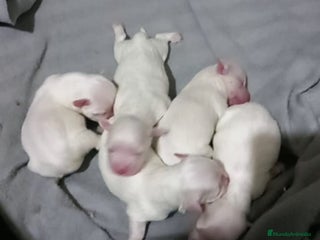 Bichón Maltés perros Bichón maltés en Curtis La Coruña - Anuncio 3