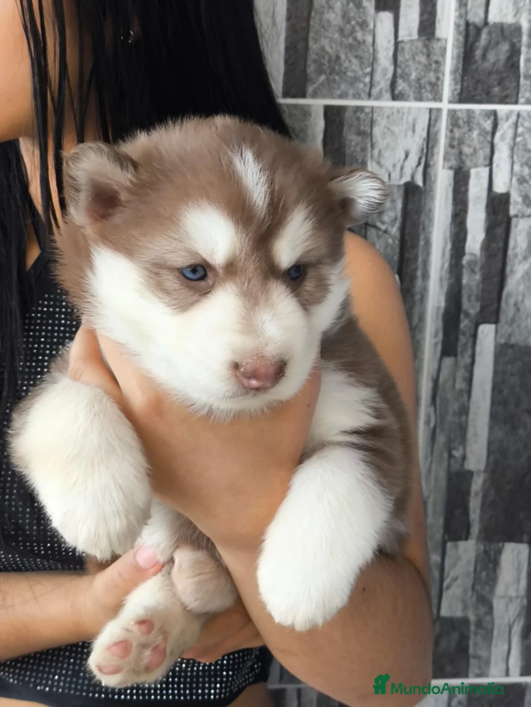 Husky Siberiano perros en venta: HUSKYS SIBERIANOS PUPPY.  - Anuncio 1