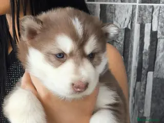 Husky Siberiano perros HUSKYS SIBERIANOS PUPPY. - Anuncio 6
