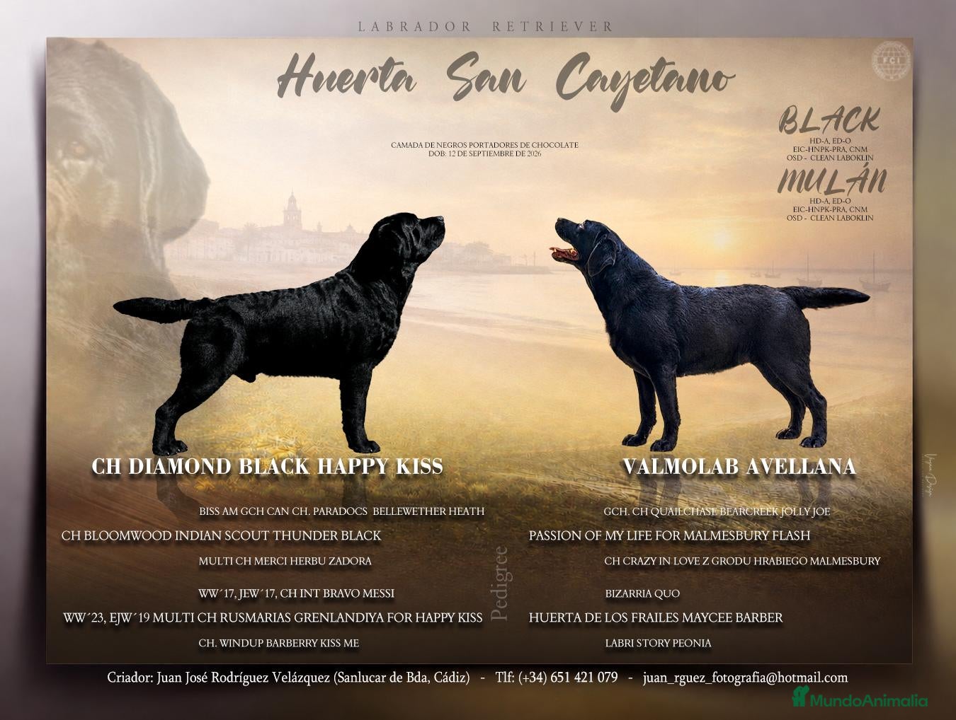 Labrador Retriever perros en venta: LABRADOR NEGRO DISPONIBLE - Anuncio 1