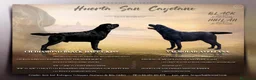 Labrador Retriever perros en venta: LABRADOR NEGRO DISPONIBLE - Anuncio 1