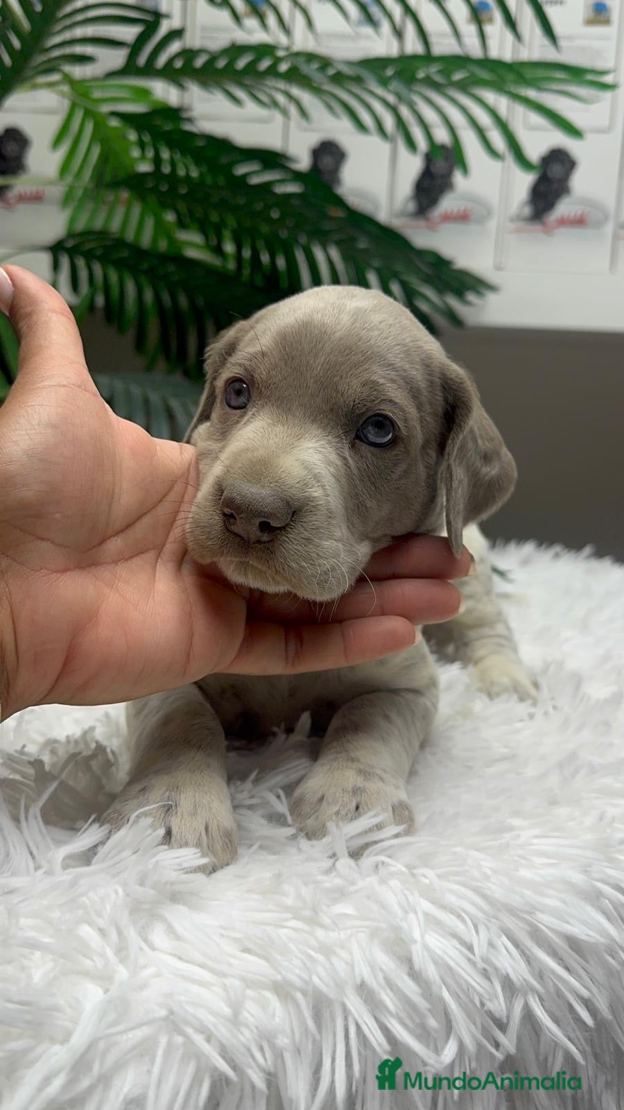 Braco Alemán de Pelo Corto perros en venta: BRACO ALEMAN - Anuncio 23