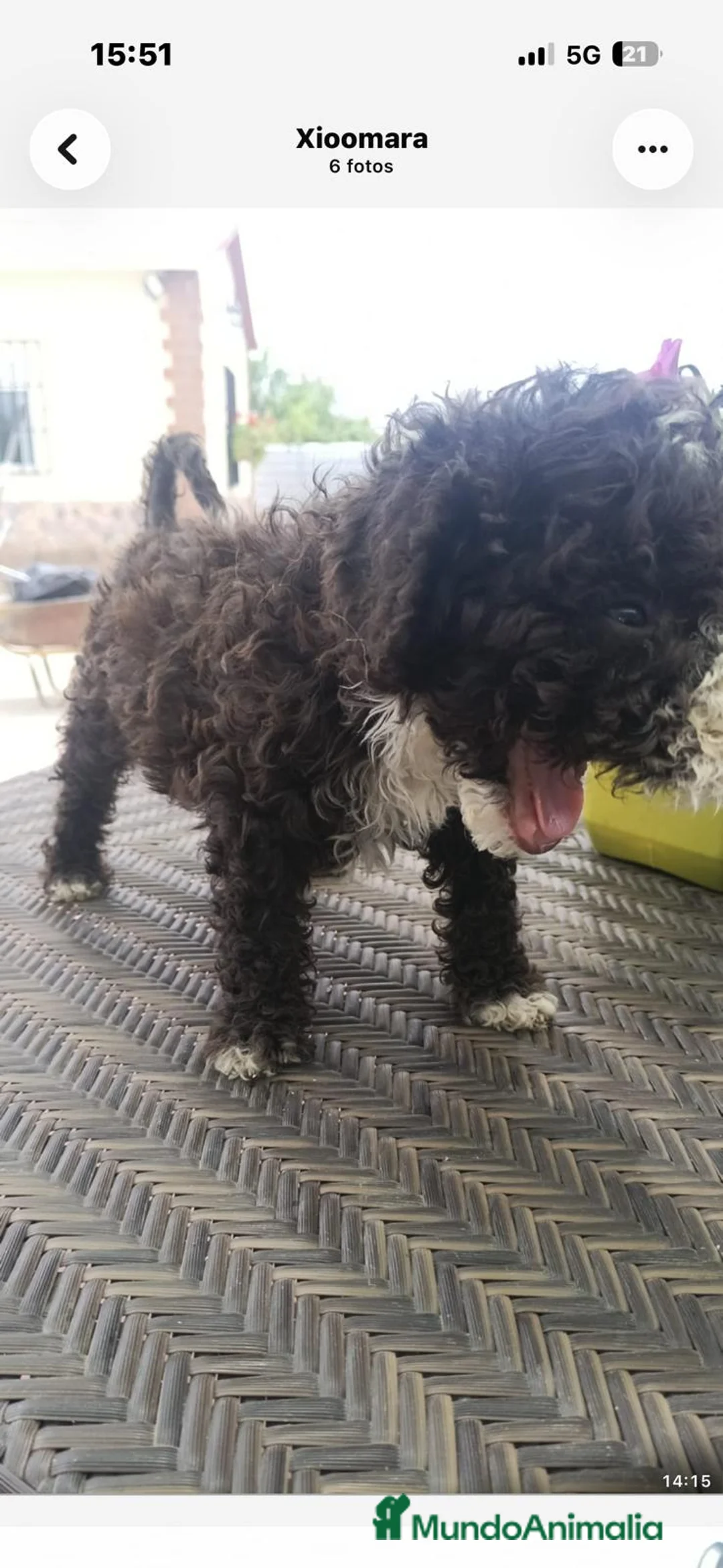 Perro de Agua Español perros en venta: Perros de agua disponible  en Alicante - Anuncio 3