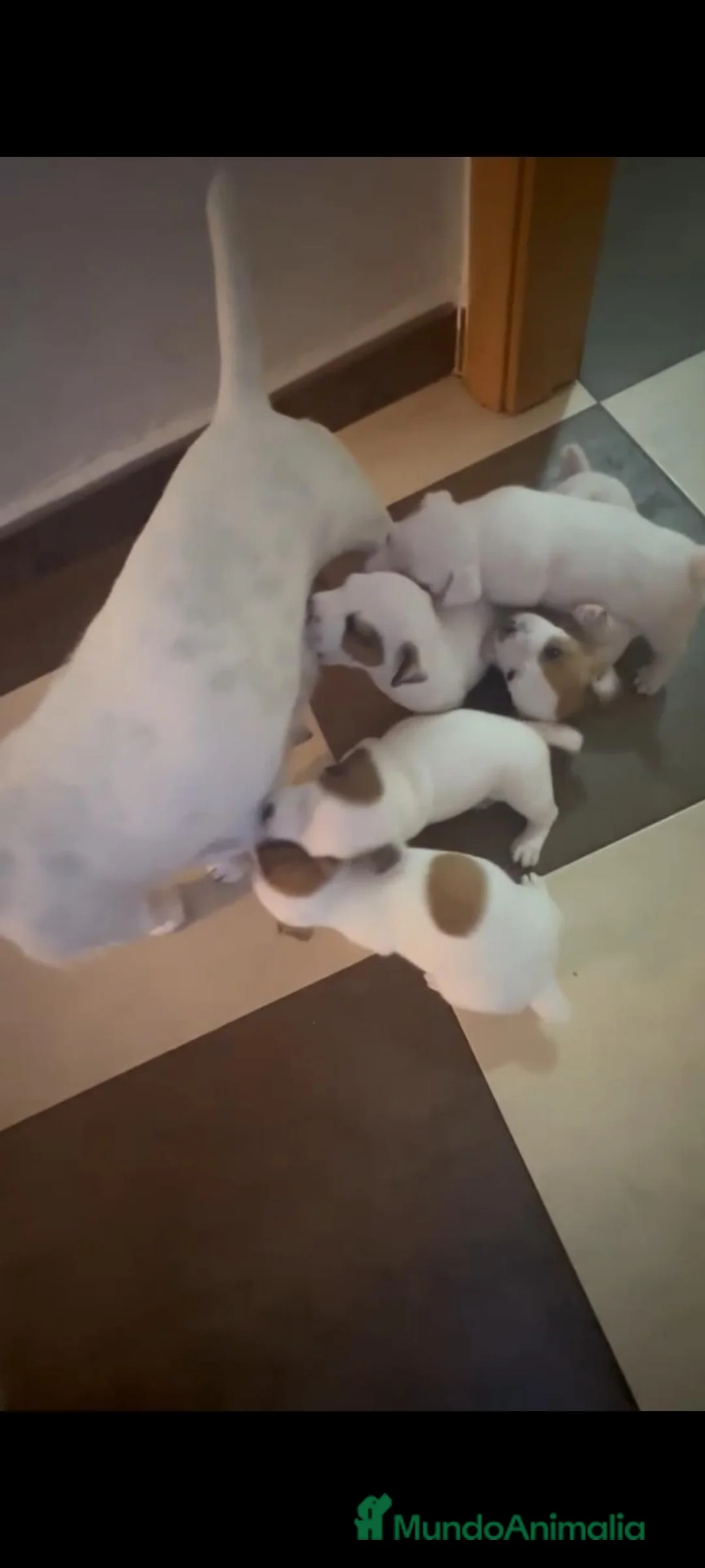 Jack Russell Terrier perros en venta: Jack rusell  - Anuncio 1