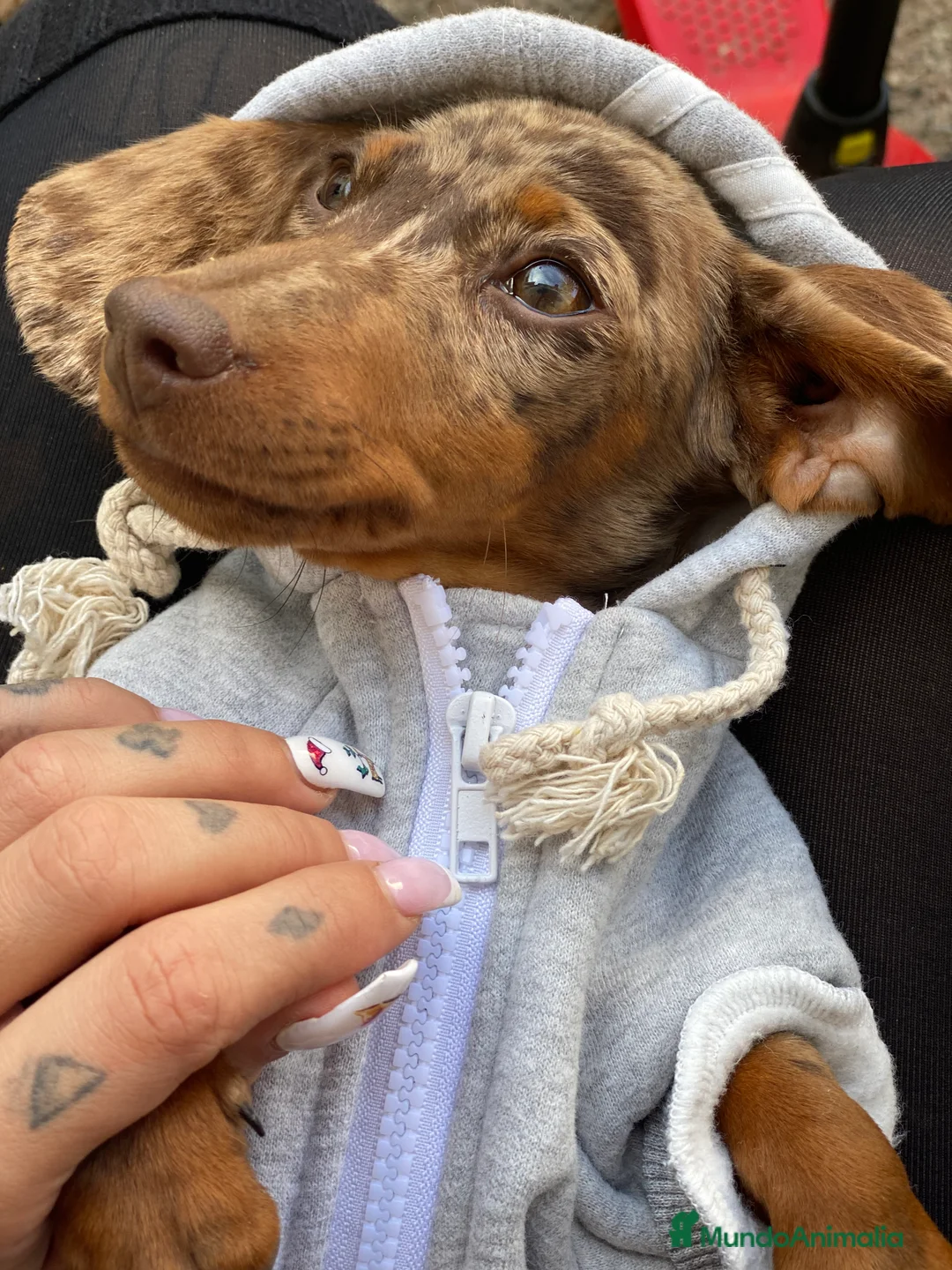 Imagen de galería {{count}}