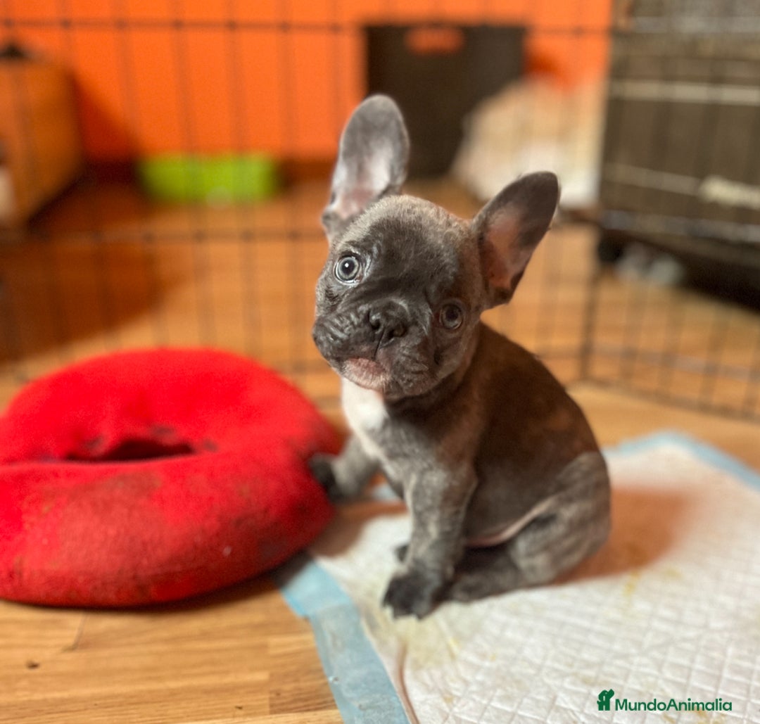 Bulldog Francés perros en venta: Último gordito de la camada  - Anuncio 1