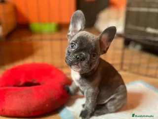 Bulldog Francés perros Último gordito Blue de la camada - Anuncio 7