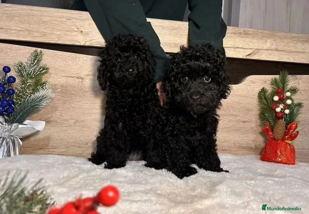 Caniche Toy perros en venta: Cachorros caniche toy - Anuncio 1